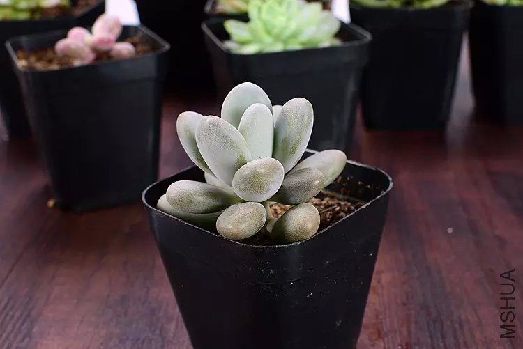 ������