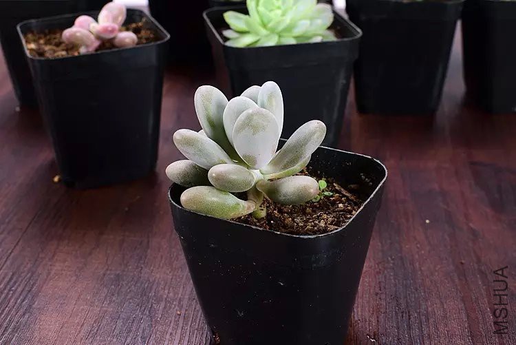 ������