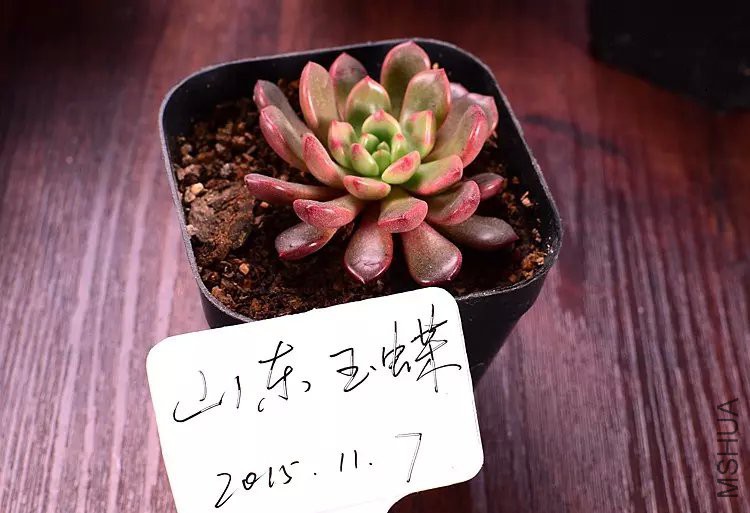 �챦ʯ