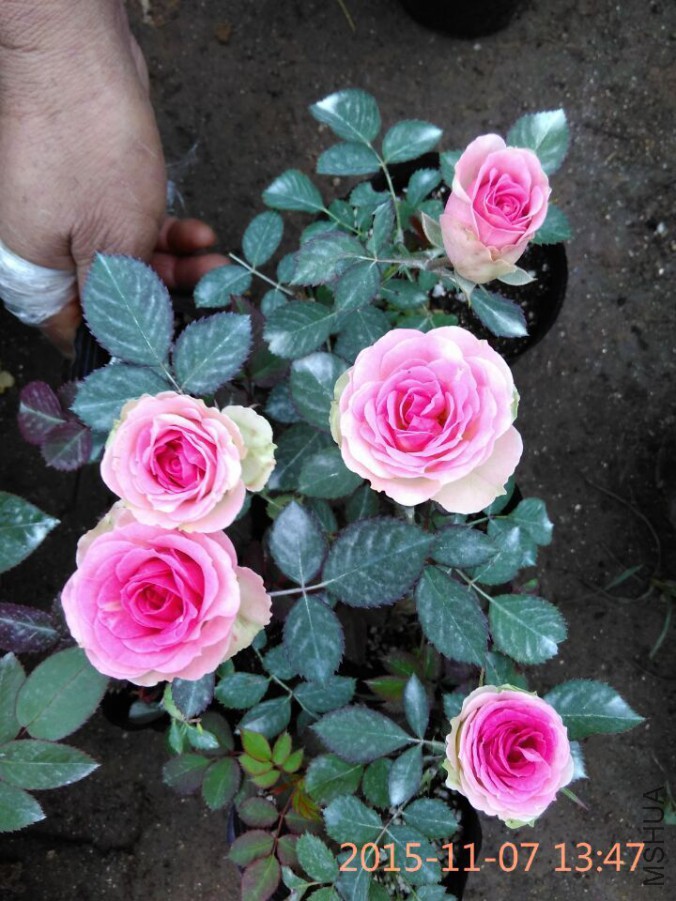 QQͼƬ20151107140505.jpg