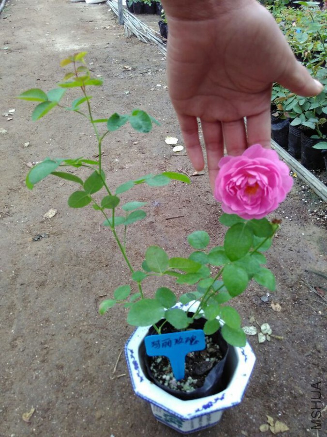 QQͼƬ20151107190230.jpg