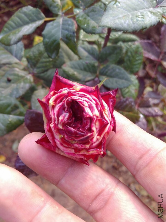 QQͼƬ20151107190235.jpg