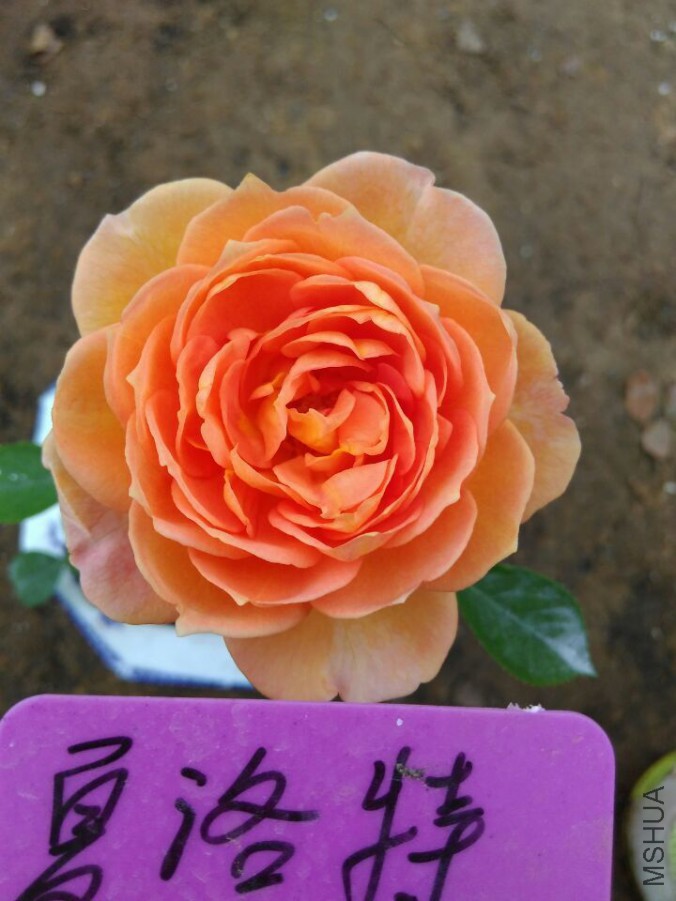 QQͼƬ20151107190246.jpg
