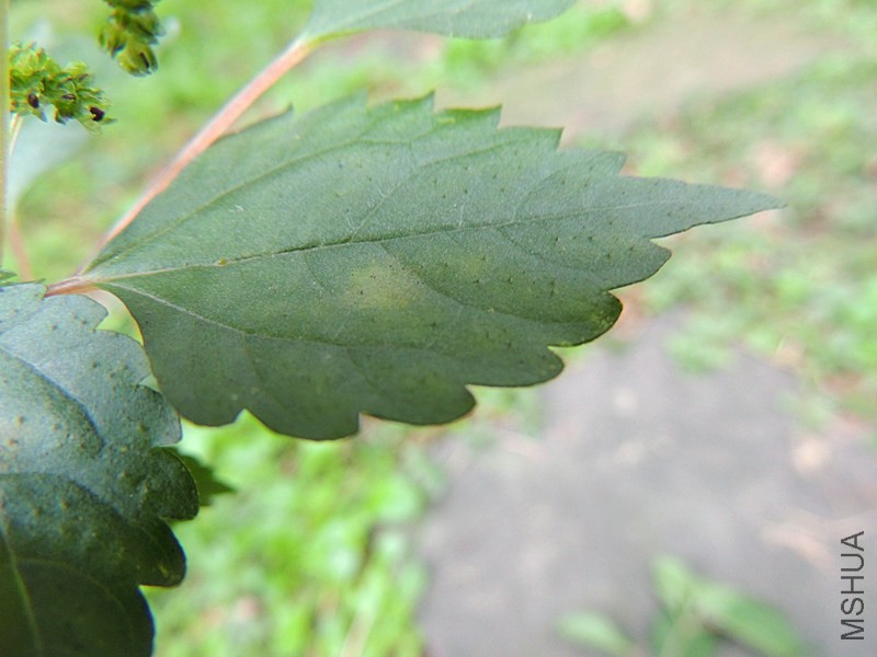 DSCN8768.JPG