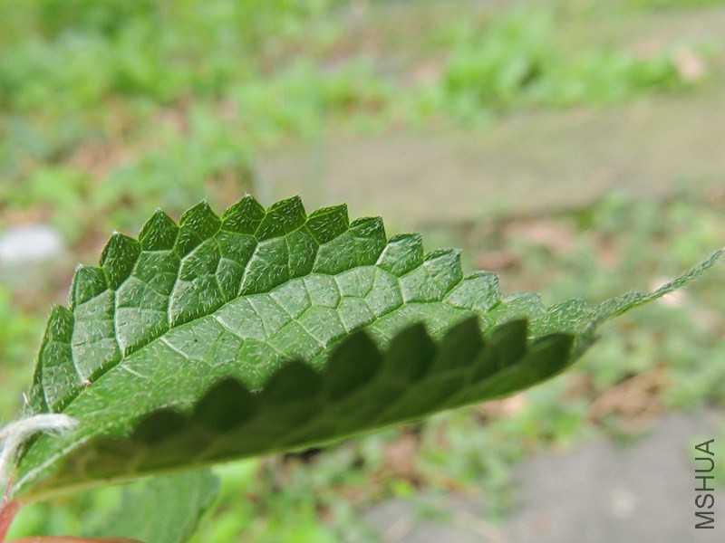 DSCN8766.JPG