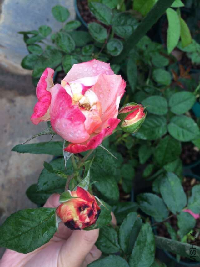 QQͼƬ20151107210322.jpg