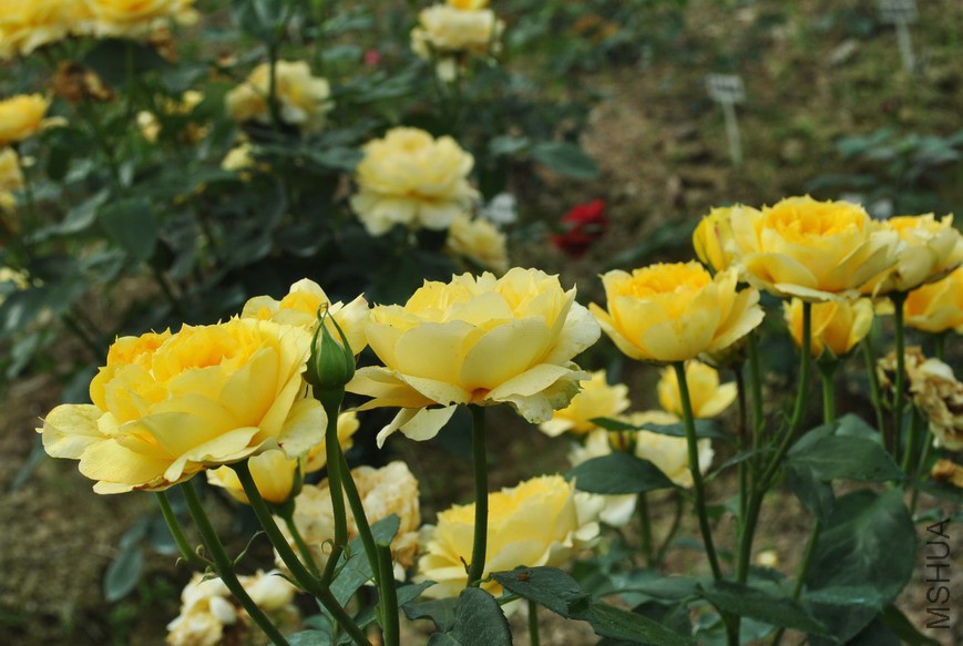 ����Ŷ��� (1).jpg