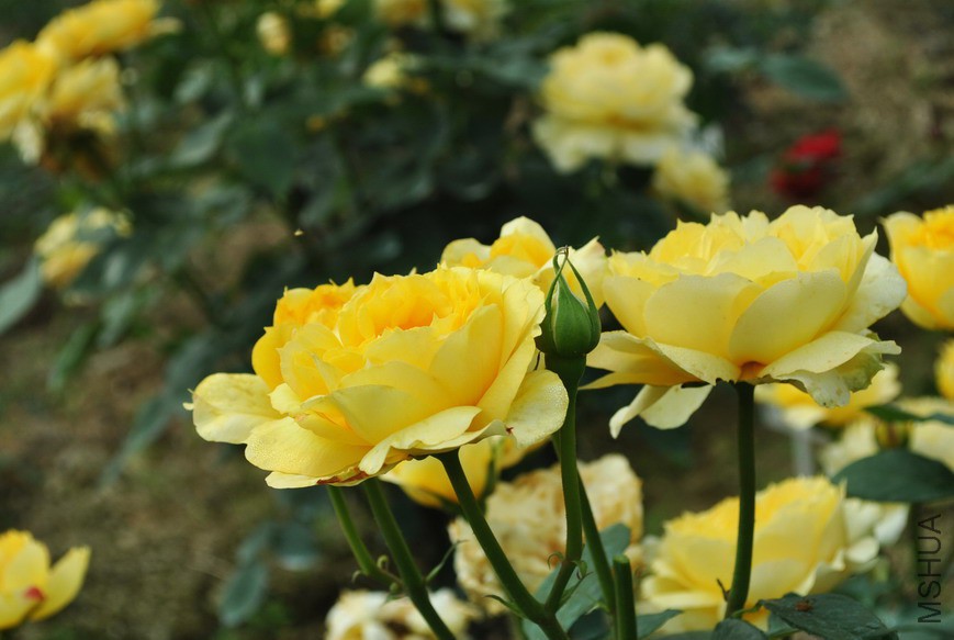 ����Ŷ��� (2).jpg