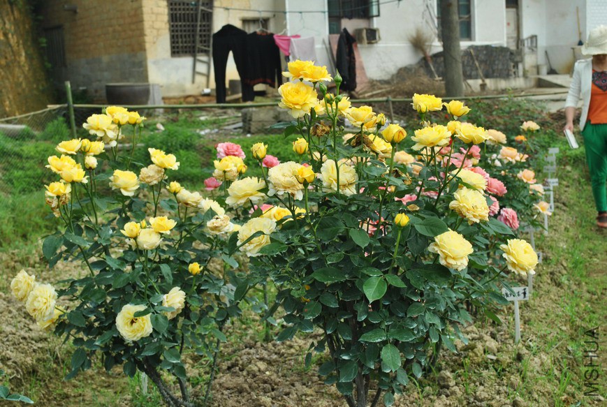 ����Ŷ��� (3).jpg