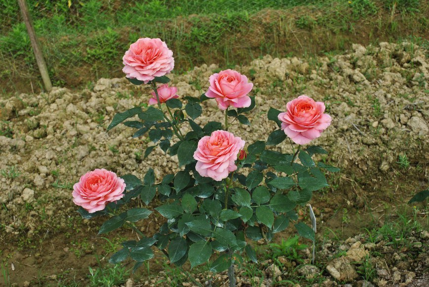 �����Ŷ� (1).jpg