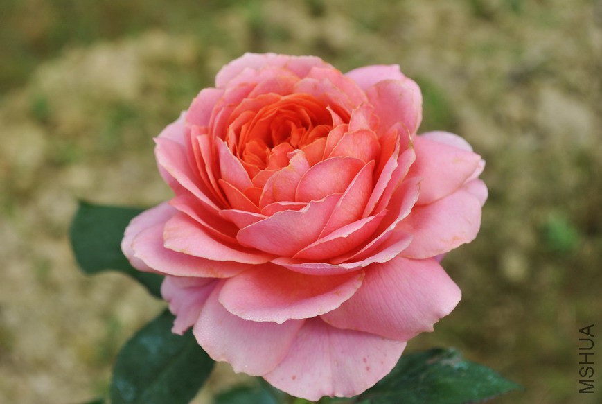 �����Ŷ� (3).jpg