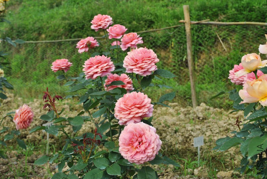 �����Ŷ� (4).jpg