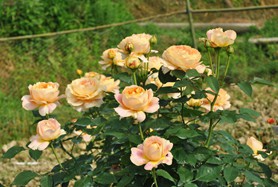 ���ǹŶ� (5).jpg