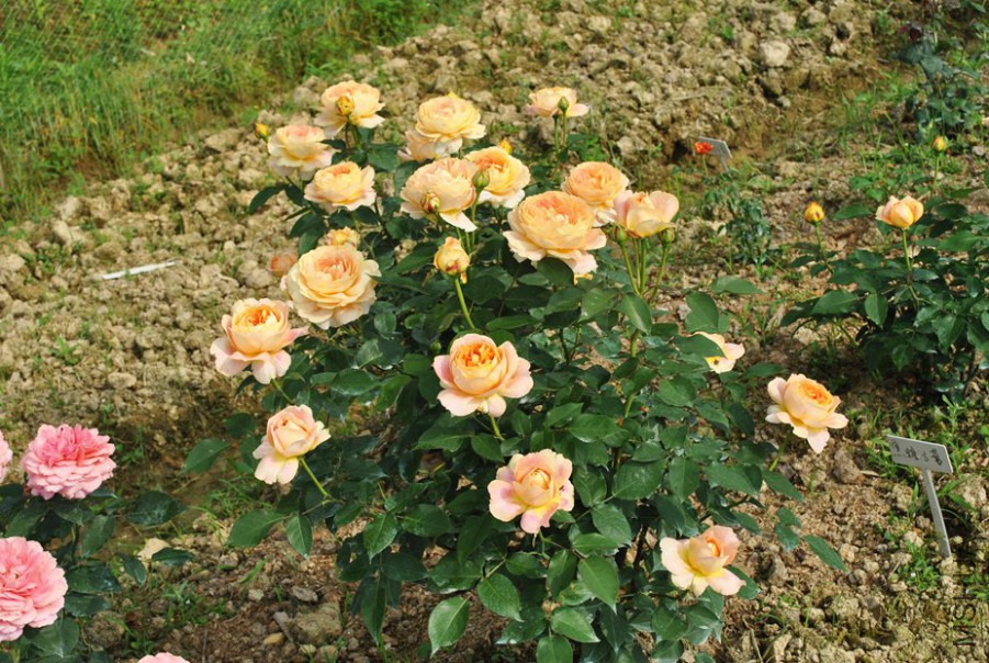 ���ǹŶ� (8).jpg