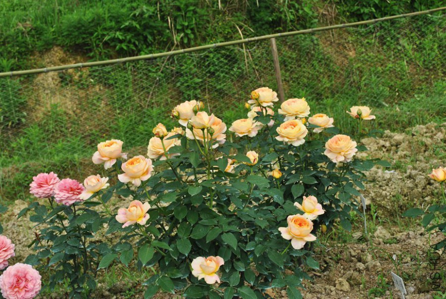 ���ǹŶ� (10).jpg