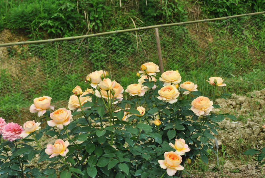 ���ǹŶ� (11).jpg