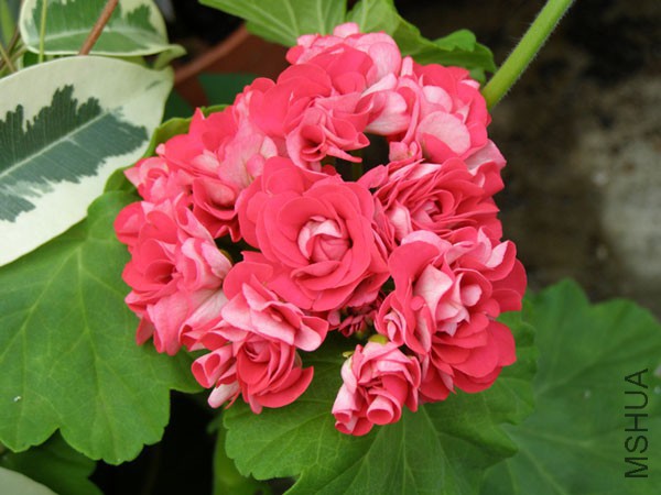 Pink Rambler ������.jpg