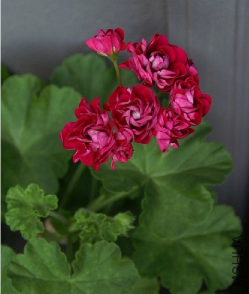 �ٷ���õ������