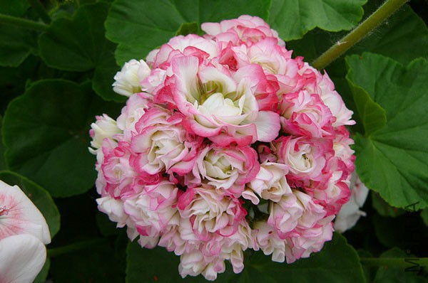 ����׷�μҵ�