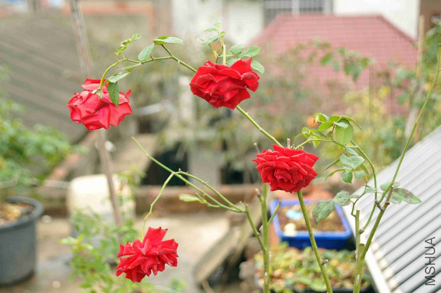 DSC_9014_����.jpg