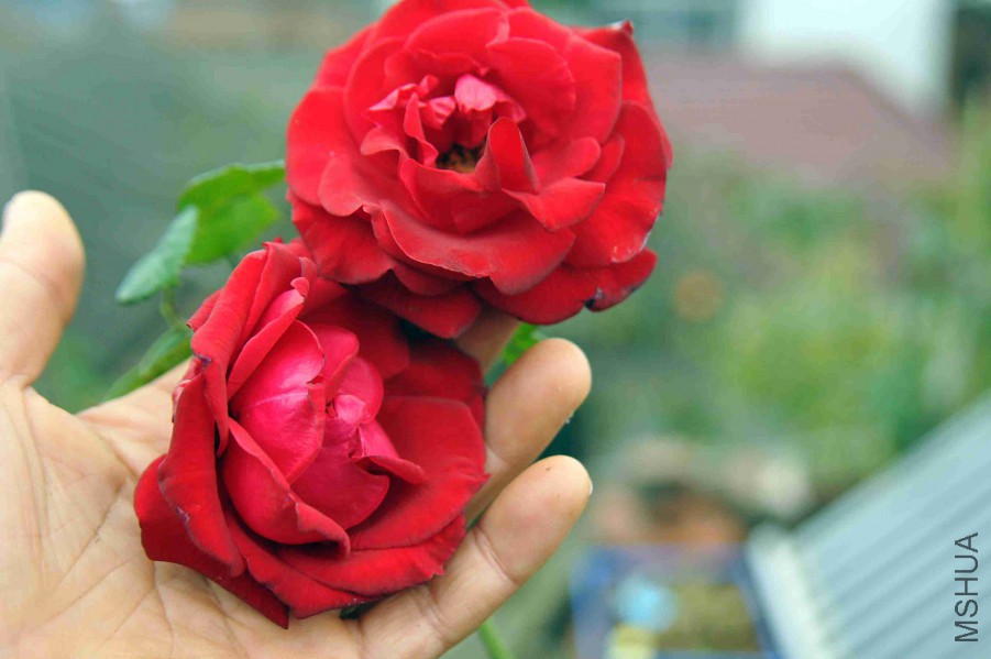 DSC_9015_����.jpg