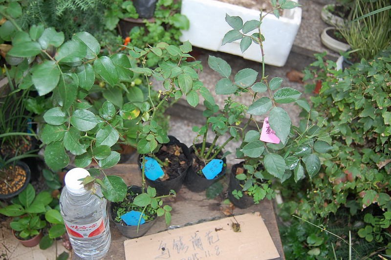 DSC_95740107.JPG