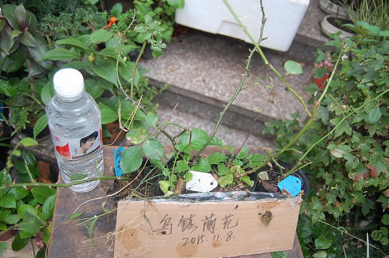 DSC_95820115.JPG