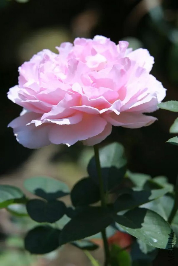 psb(2).jpg