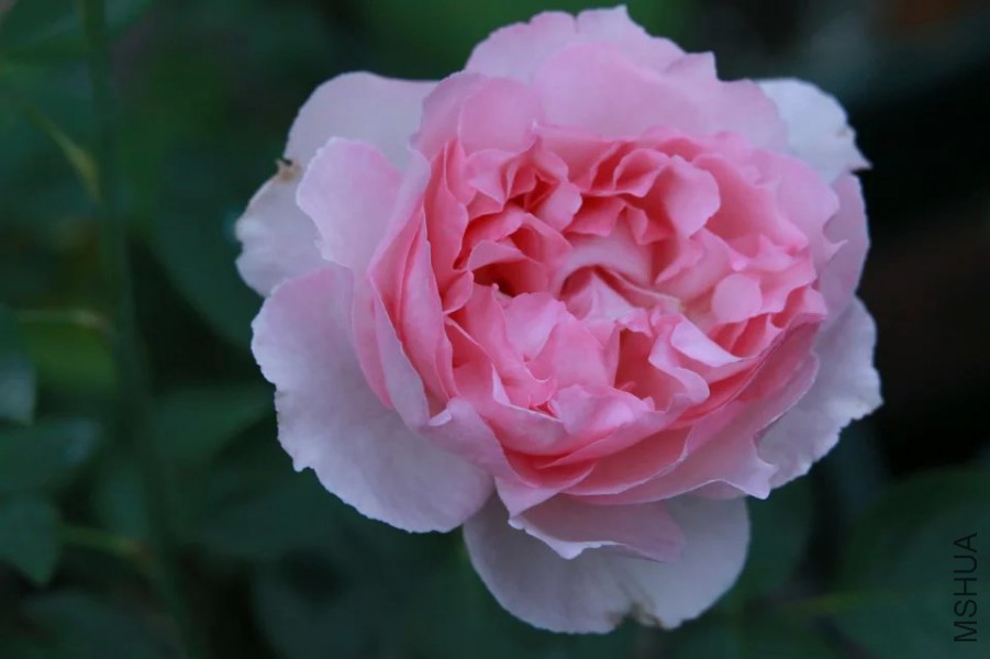 psb(3).jpg