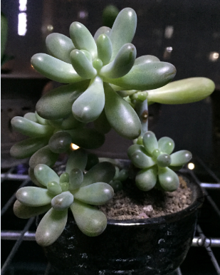 QQ��ͼ20151109103652.png