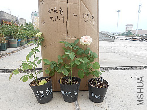DSCN3787.jpg