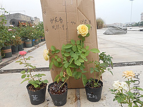 DSCN3789.jpg