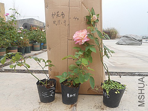 DSCN3790.jpg