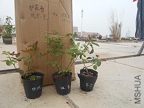 DSCN3791.jpg