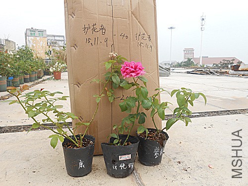 DSCN3795.jpg