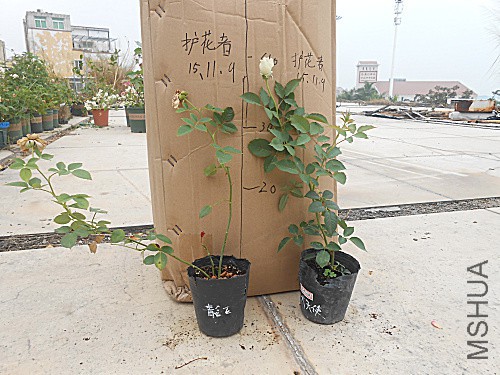 DSCN3796.jpg