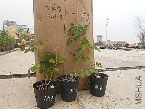 DSCN3797.jpg