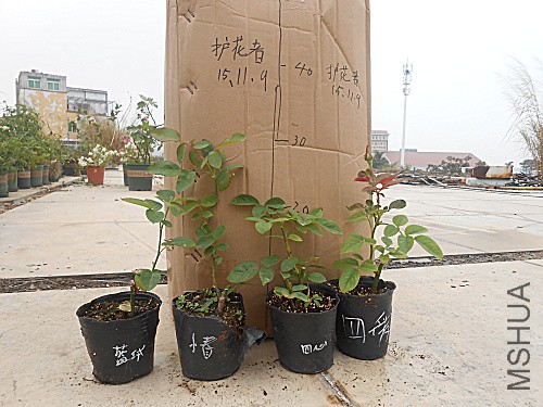 DSCN3799.jpg