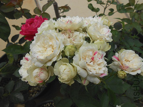 ��ݮ����1.jpg