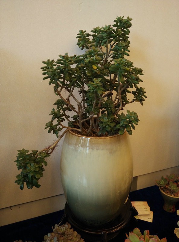 IMG_20151108_111119.jpg