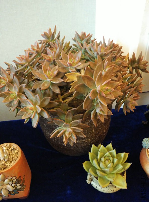 IMG_20151108_111135.jpg