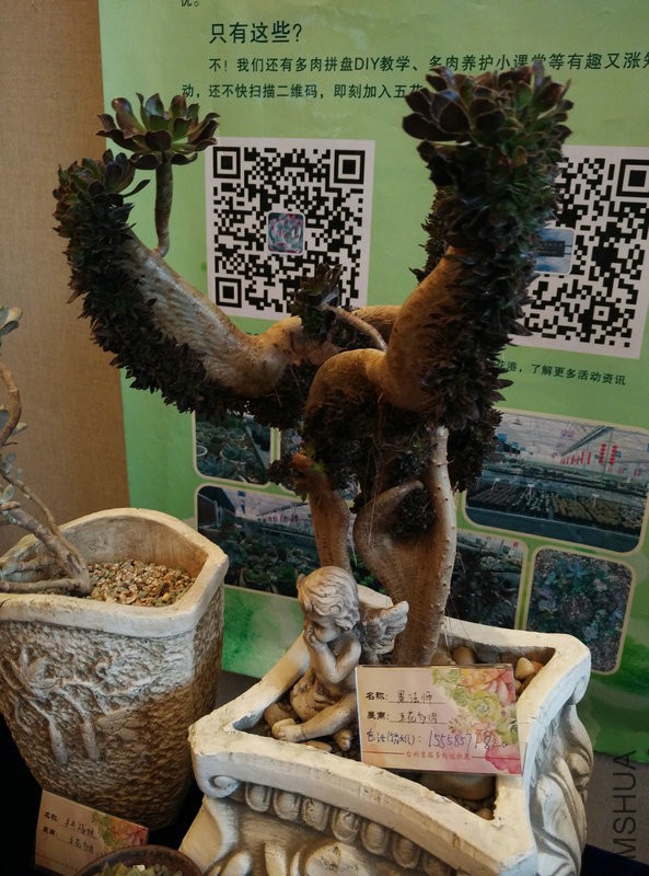IMG_20151108_111644.jpg