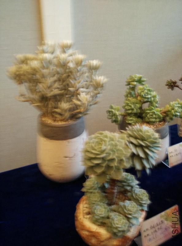IMG_20151108_111628.jpg
