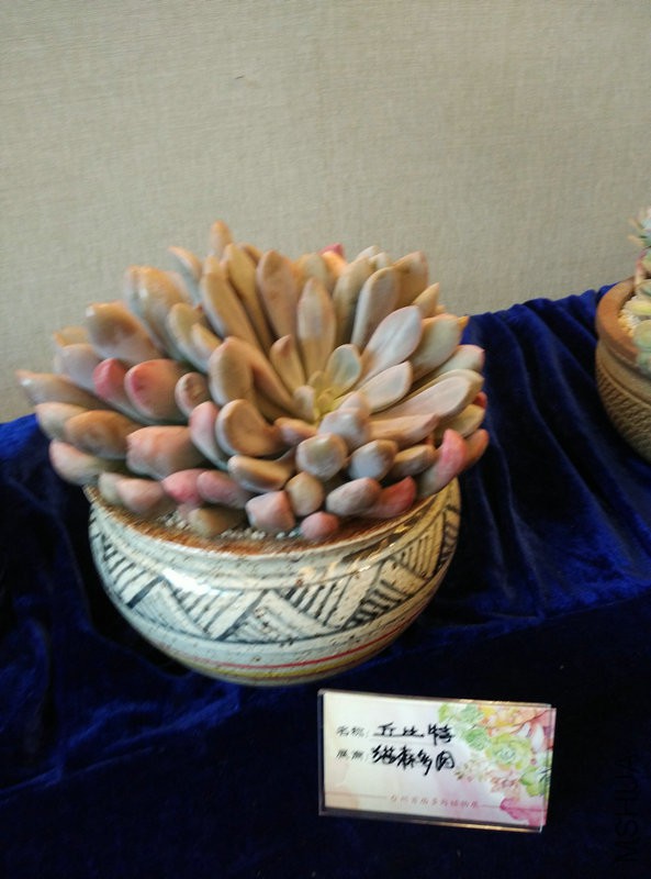 IMG_20151108_111844.jpg