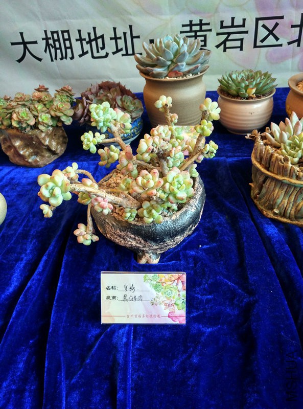 IMG_20151108_112117_HDR.jpg