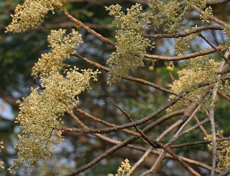 Garuga_pinnata_(Kakad)_in_Kinnarsani_WS,_AP_W2_IMG_5726.jpg