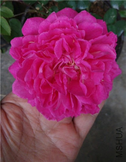 ����ȫ���ͳ��������ˣ������ֶ���