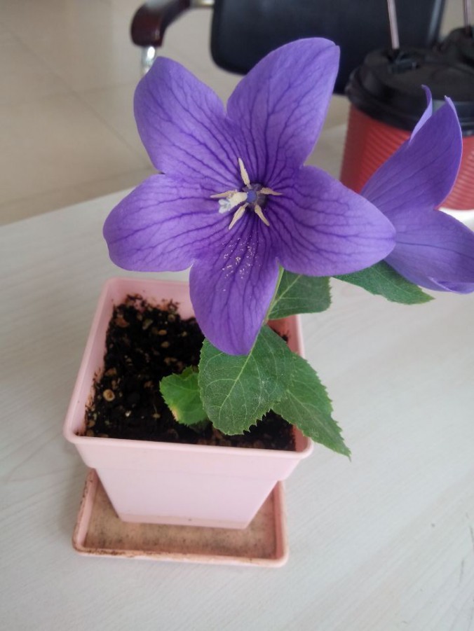QQͼƬ20151109154531.jpg