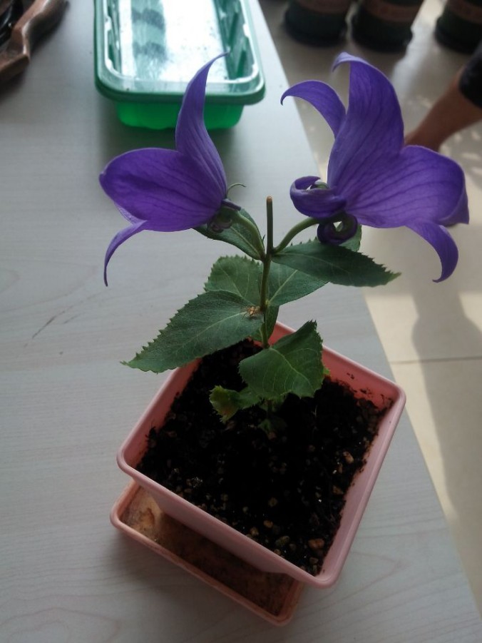 QQͼƬ20151109154534.jpg