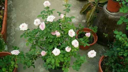 F8C094A9BEC742D60F2D90B122F8DBF9.jpg